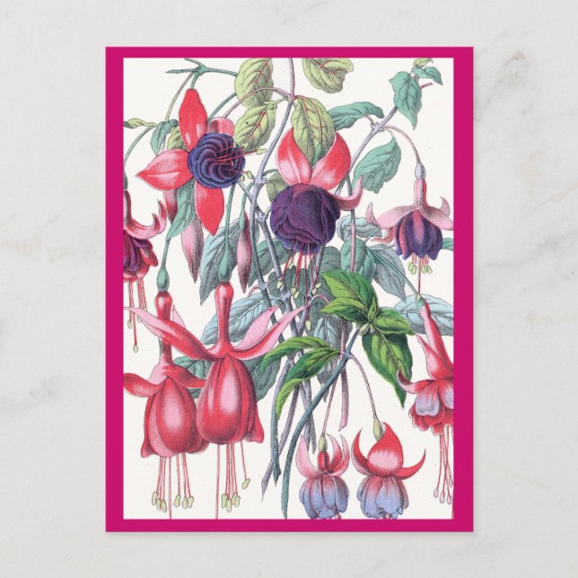 Pink and Purple Hanging Fuchsia Flowers Postcard (Front)
