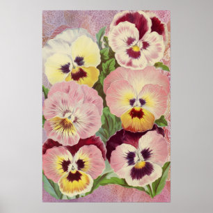 Pink and Purple Pansies and Lace Ephemera Poster