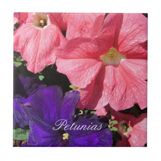 Pink and Purple Petunias Tile (Front)