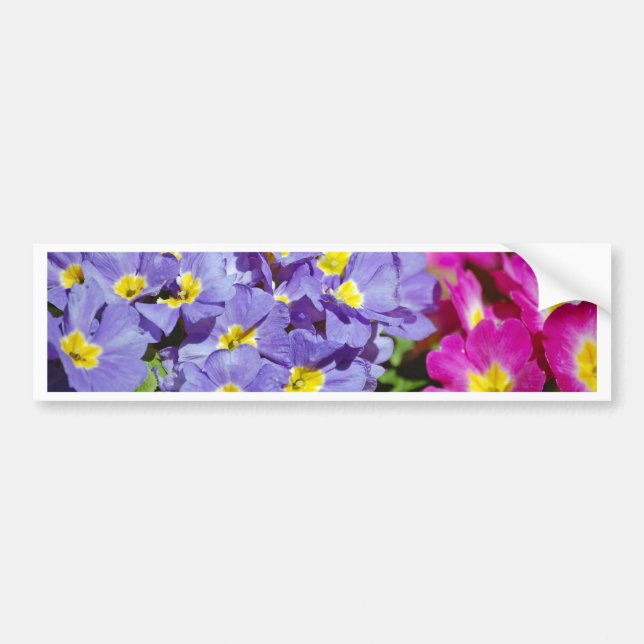 Pink and purple primroses bumper sticker (Front)