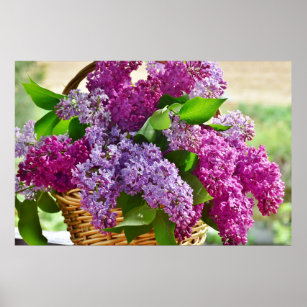 Pink and Purple Spring Lilac Flowers in a Basket Poster