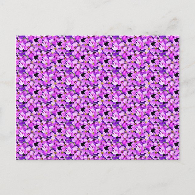 Pink and Purple Violets Postcard (Front)