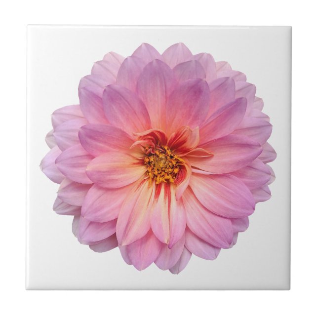 Pink and Purple Zinnia Flower White Tile (Front)