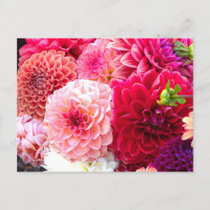 Pink and Red Dahlias Photo Postcard
