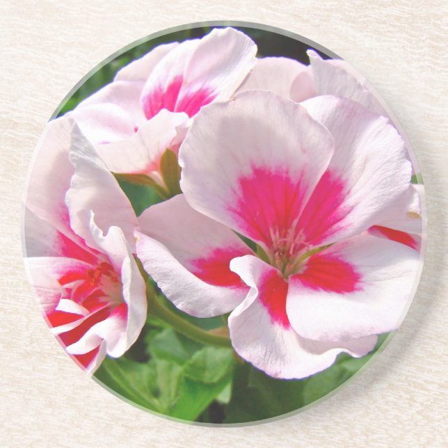 Pink and Red Geranium Floral Coaster (Front)