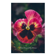 Pink and red pansy flower covered with raindrops