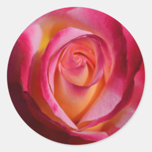 Pink and Red Rose with Yellow Highlights Classic Round Sticker