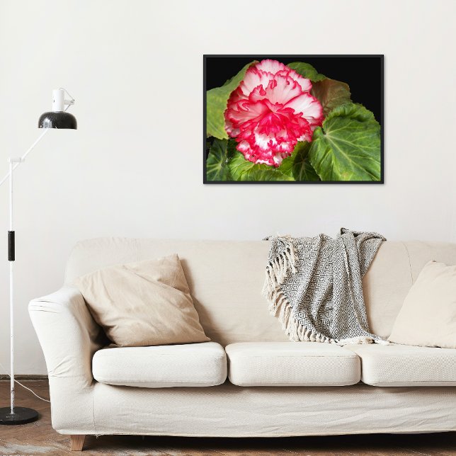 Pink and White Begonia Bloom Floral Poster (In Situ)