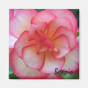 Pink and White Begonia Magnet