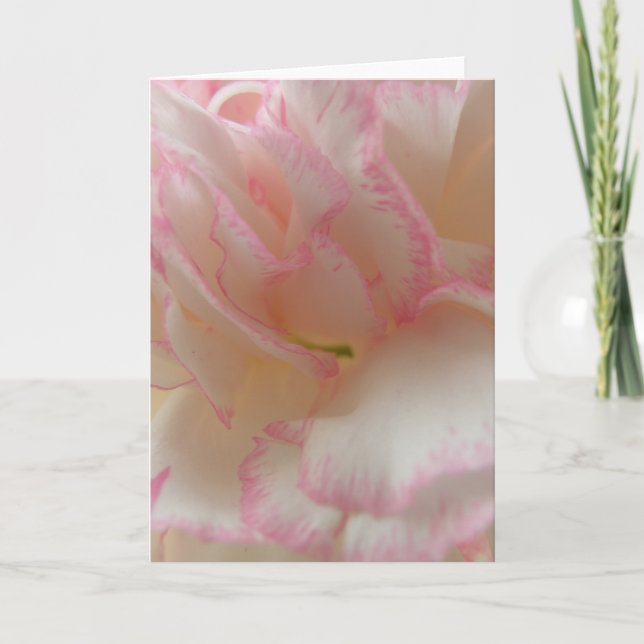 Pink and White Carnation Greeting Card (Front)