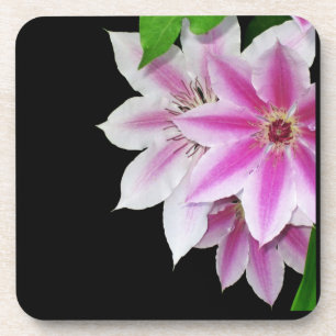 Pink and White Clematis Coaster