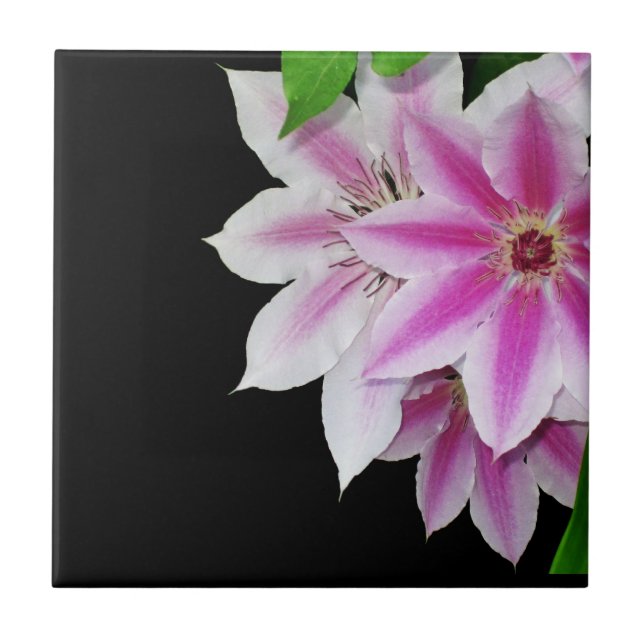 Pink and White Clematis Flowers Tile (Front)