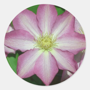 Pink and White Clematis Spring Flower Classic Round Sticker