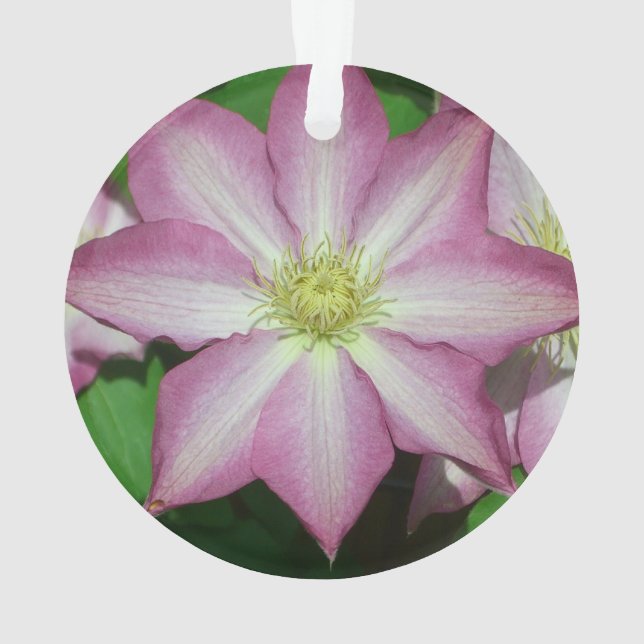 Pink and White Clematis Spring Flower Ornament (Back)
