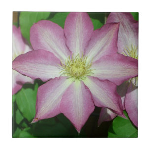 Pink and White Clematis Spring Flower Tile