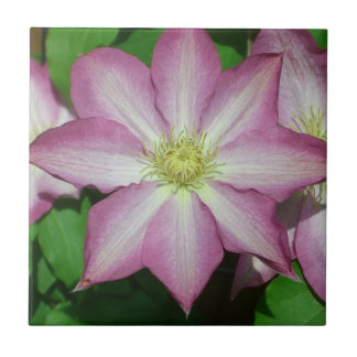 Pink and White Clematis Spring Flower Tile