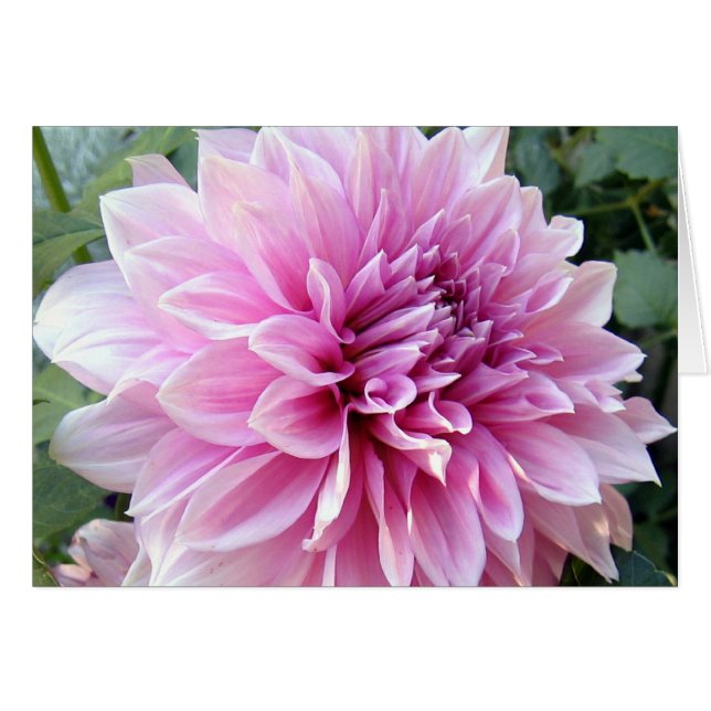 Pink and White Dahlia (Front Horizontal)