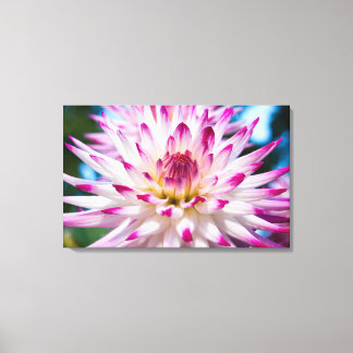 Pink and White Dahlia Canvas Print