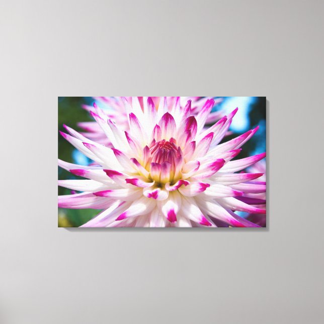 Pink and White Dahlia Canvas Print (Front)
