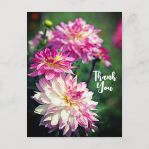 Pink and White Dahlia flower Thank You Holiday Postcard