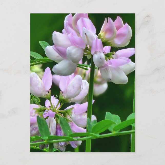 Pink and White Flower Buds Postcard (Front)
