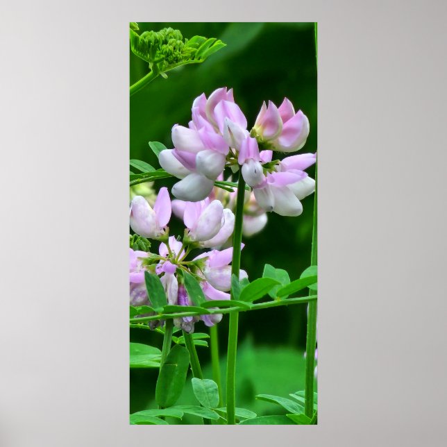 Pink and White Flower Buds Poster (Front)