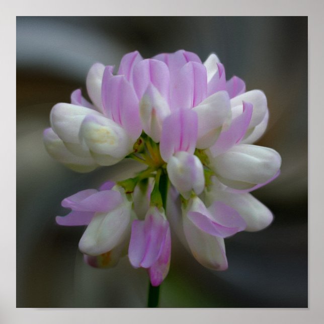 Pink And White Flower Close Up Poster (Front)