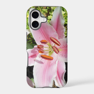 Pink and White Lily Flower