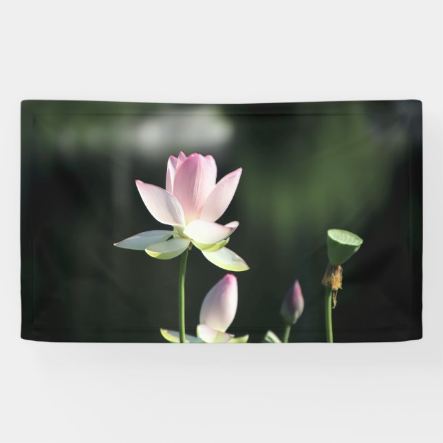 Pink and White Lotus Flower Banner (Horizontal)