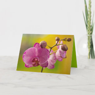 Pink and White Orchid Card