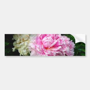 Pink and White Peonies Bumper Sticker