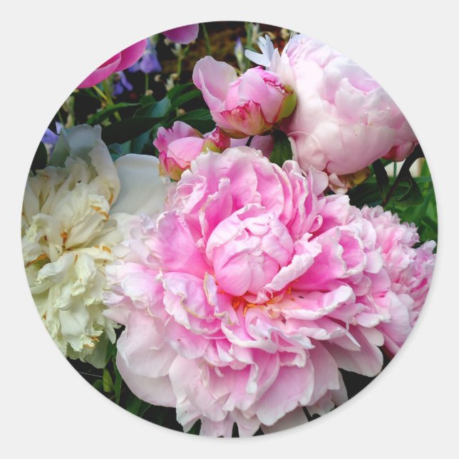 Pink and White Peonies Classic Round Sticker (Front)