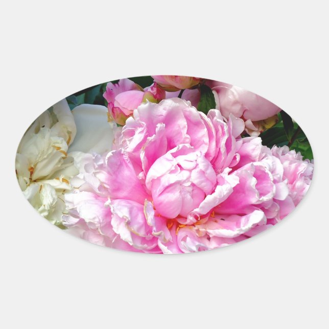 Pink and White Peonies Oval Sticker (Front)
