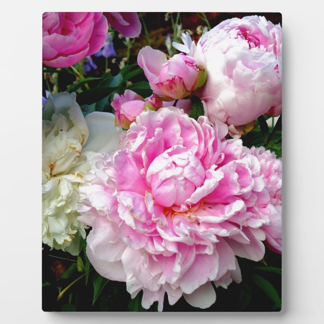 Pink and White Peonies Plaque (Front)