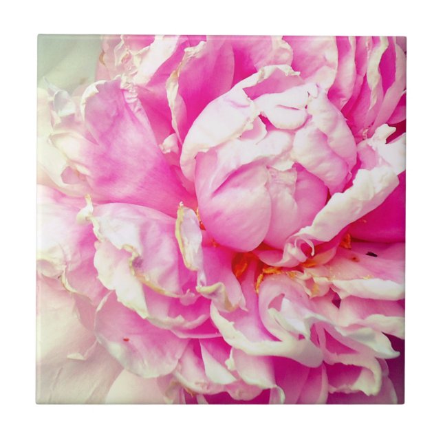 Pink and White Peonies Tile (Front)