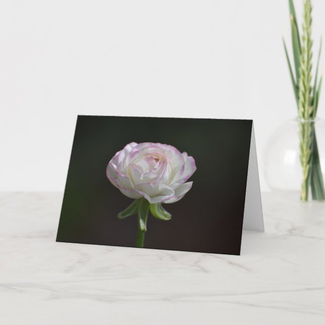 Pink and White Rose Notecards (Blank Inside) (Front)