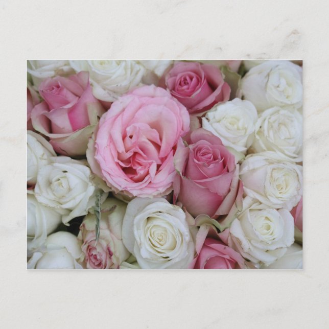 pink and white roses by Therosegarden Postcard (Front)