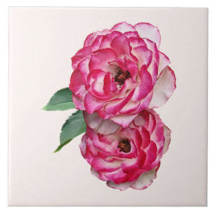 Pink and White Roses Tile