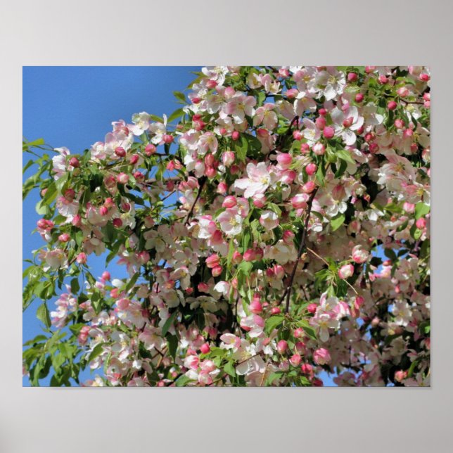 Pink And White Spring Crabapple Blossoms  Poster (Front)