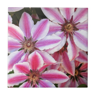 Pink and white striped clematis flowers tile