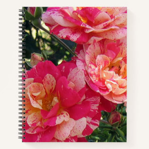 Pink and White Striped Roses Floral Art  Notebook