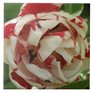 Pink and White Tulip Tile