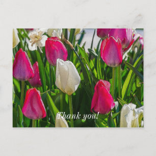 Pink And White Tulips Painterly Thank You Postcard