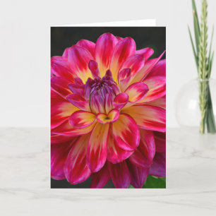 Pink and yellow dahlia flower greeting card
