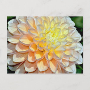 Pink and yellow dahlia print postcard