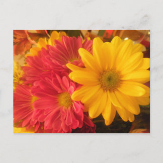 Pink and Yellow Daisies Postcard