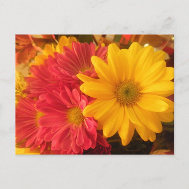 Pink and Yellow Daisies Postcard (Front)