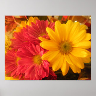 Pink and Yellow Daisies Poster