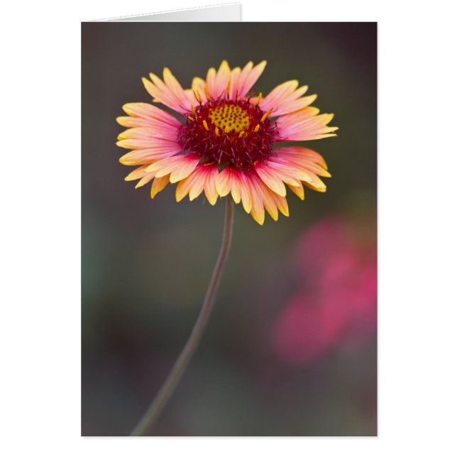 Pink and Yellow  Desert Daisy (Front)