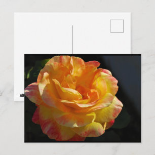 Pink and Yellow Floral Rose Postcard
